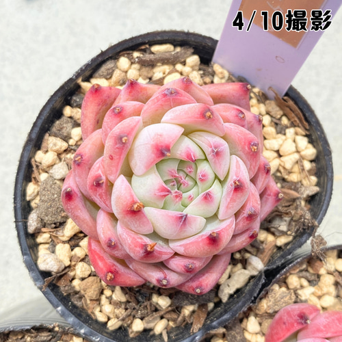 1苗【6cmポット/コロラータ】中苗 輸入苗 多肉植物 多肉植物