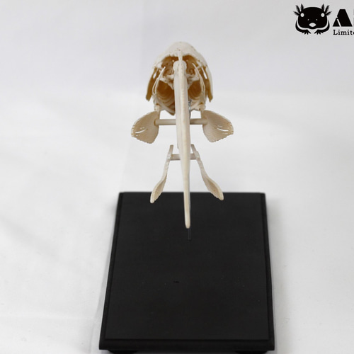 シーラカンス Wonder of wild series シーラカンス (完成品) - ホビーサーチ