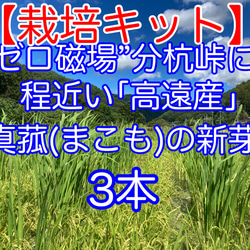Otamaさん専用　マコモ苗　150株　① 楽天市場】(20ポット)マコモ 10.5cmポット苗20ポットセット 湿地