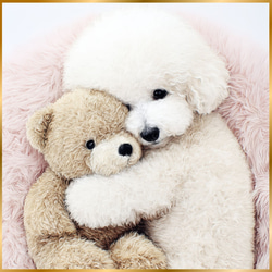 くまのぬいぐるみ - ビションフリーゼ犬】テディーベア・teddy bear