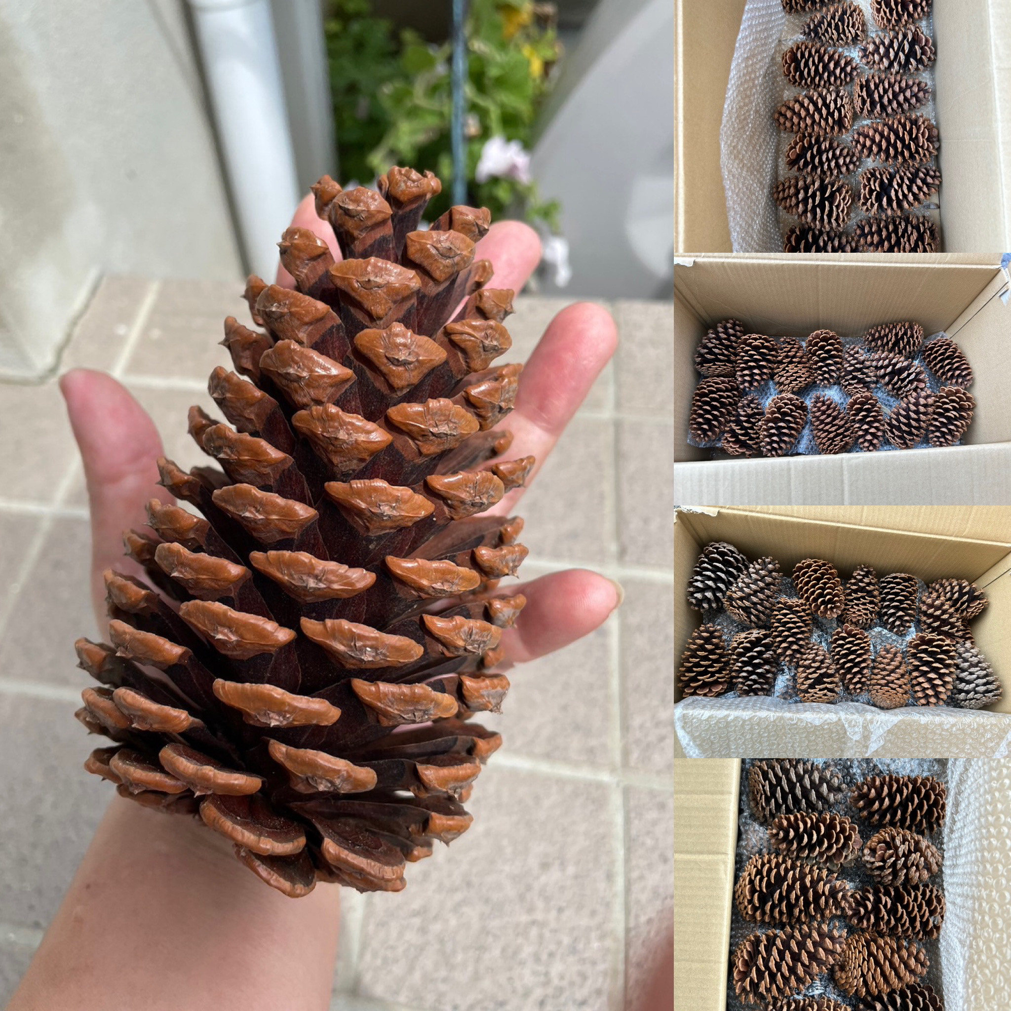 大きな松ぼっくり　５７個  ⑦