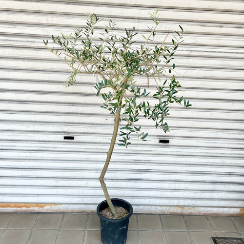 ペンドリノ」綺麗な樹形のオリーブ 創樹 SOUJU 希少品種／受粉樹