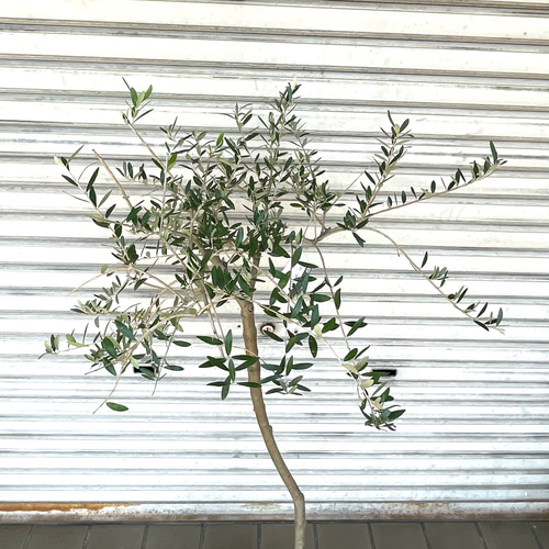 ペンドリノ」綺麗な樹形のオリーブ 創樹 SOUJU 希少品種／受粉樹