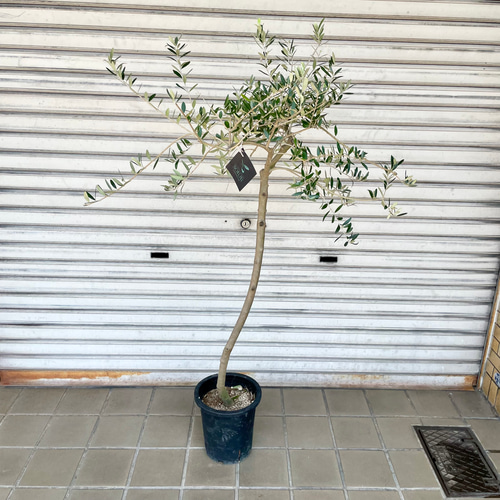 オリーブ　ペンドリノ　太幹　植物　インテリア オリーブの木 ペンドリノ 太幹 植物 インテリア