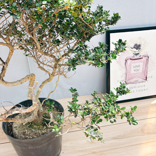 現品］1番 雲龍ツゲ スパイラルドラゴン 8号 観葉植物 屋外 大型 植木