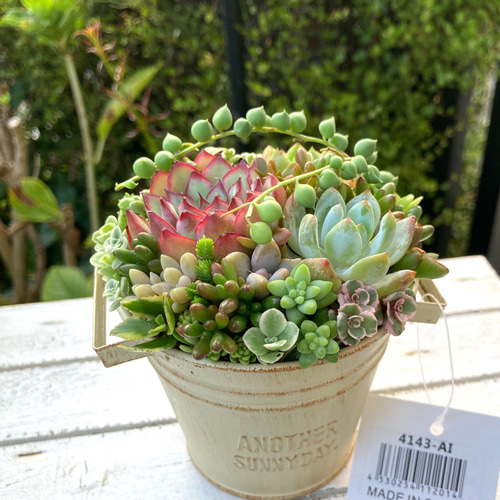 多肉植物寄せ植え ブリキポット イエロー 取っ手付き バケツ型