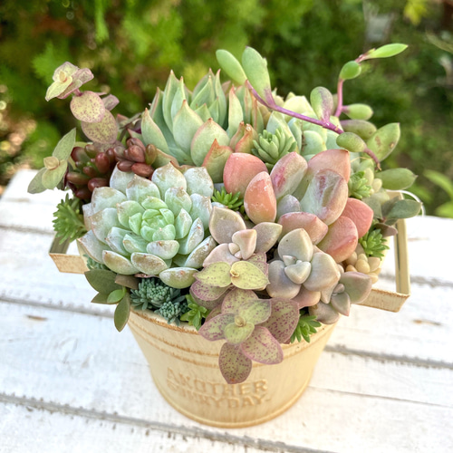 多肉植物寄せ植えそのまま飾れる 白ポット取って付き おしゃれ