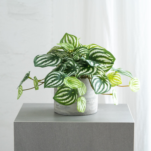 リトープス 抜き苗 多肉植物 15苗セット0.7~1.3CM - メルカリ