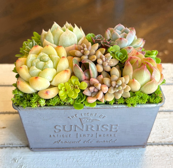 多肉植物 寄せ植え2019★2020 フラワーカー アンティーク鉢 多肉植物 寄せ植え2019☆2020 フラワーカー アンティーク鉢