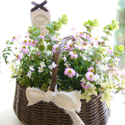 フリルパンジーとローダンセマムの寄せ植えバスケット 盆栽