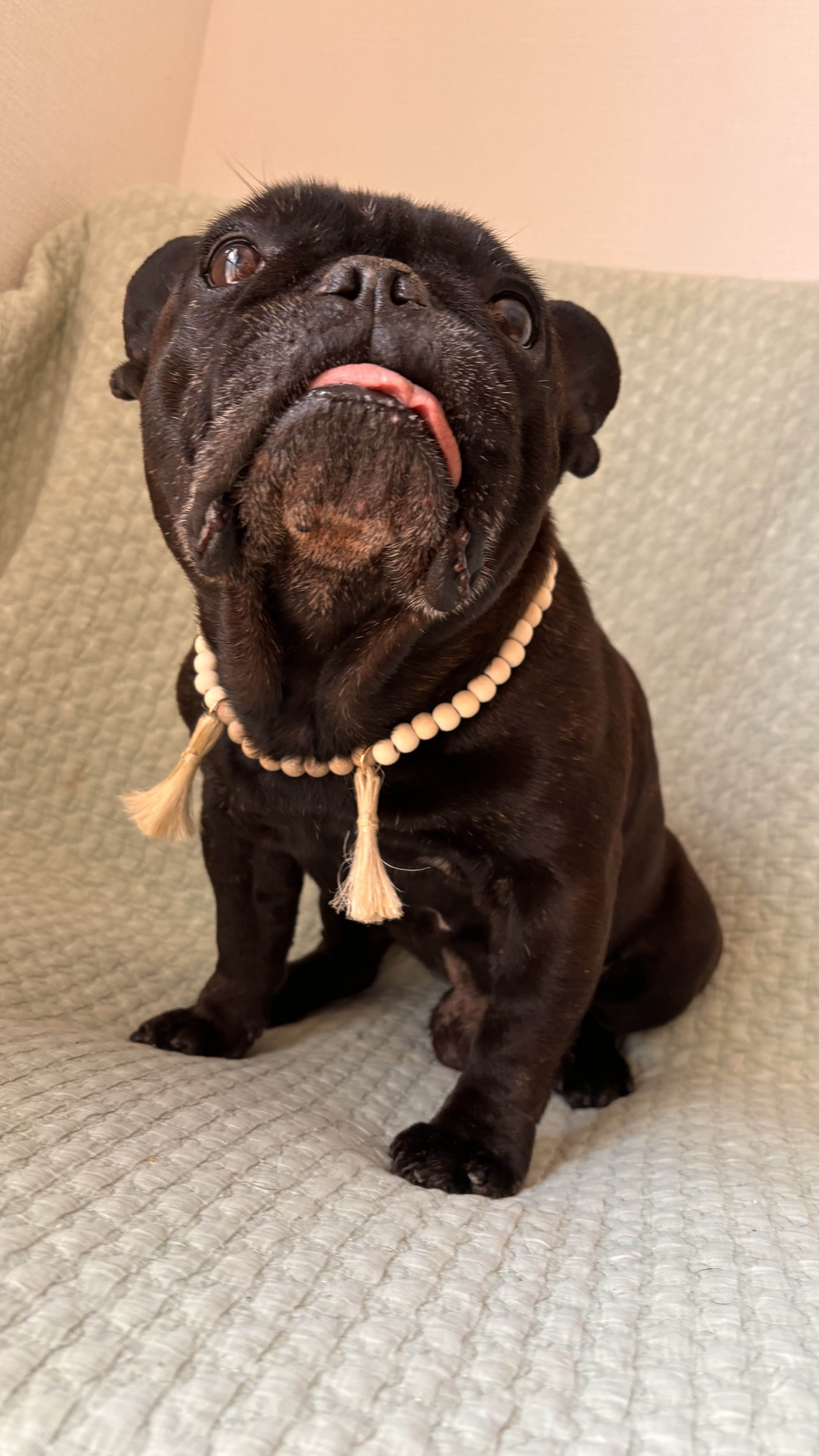 精麻　白檀　ウッドビーズ♡狛犬風犬用ネックレス