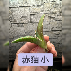 【希少種】アガベ金剛 キングコング (検悪魔くん 魔丸 ハデス 希少アガベ】金剛(キングコング) | Pay ID