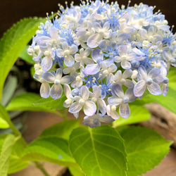 四葉のザミア♡縁起物♡観葉植物♡インテリア アートフラワー パリ