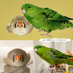 ことりのイラストオーダー（・⊝・） 8枚目の画像