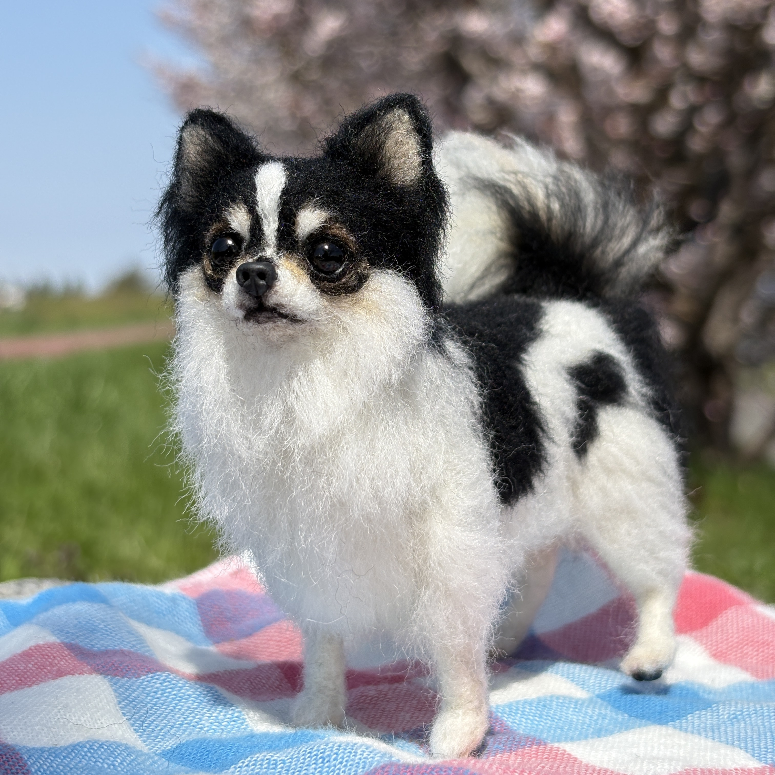 【凛々しい♡】チワワ 【鼻先からおしりまで1１cm】羊毛フェルト チワワ パーティカラー プレゼント