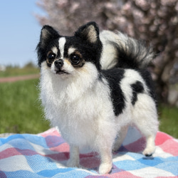 羊毛フェルト 犬 チワワ 可愛いヘソ天チワワ♡ その他素材 リラシナ