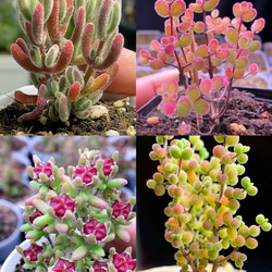 SALE❣️塊根 ユーフォルビア 薔薇大戟 3cm 1株 多肉植物 愛多肉-(AI