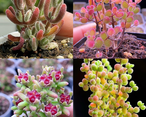お買い得　早い者勝ち　多肉植物　人気ドロサンテマム キラキラ　超豪華 20品種 お買い得 早い者勝ち 人気ドロサンテマム キラキラ 20品種 2025
