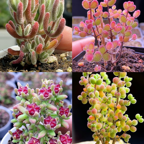 速達便で発送❣️多肉植物 ドロサンテマム キラキラ 4点セット カット