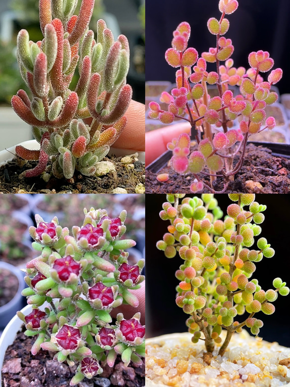 速達便で発送❣️多肉植物 ドロサンテマム キラキラ 4点セット