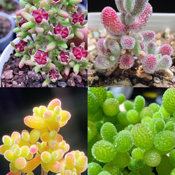 匿名配送♡レア♡ 多肉植物　リトープス　おばけ　3面　極美苗♡ Amazon.co.jp: レア 多肉植物 リトープス 三面体 おばけ 6点