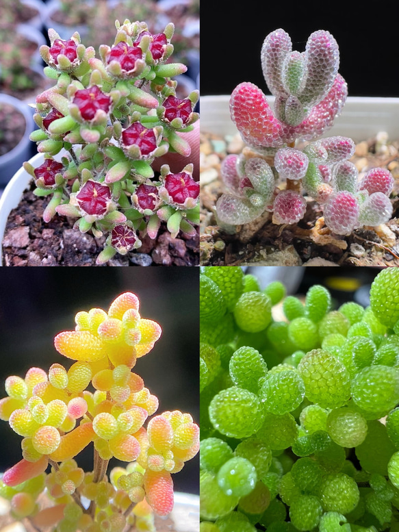 速達便で発送❣️多肉植物 ドロサンテマム キラキラ 4点セット カット