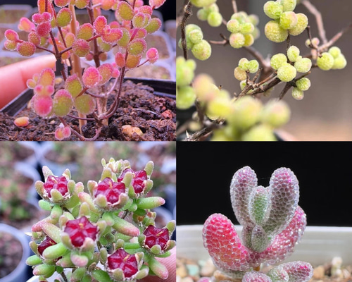 速達便で発送❣️多肉植物 ドロサンテマム キラキラ 4点セット カット