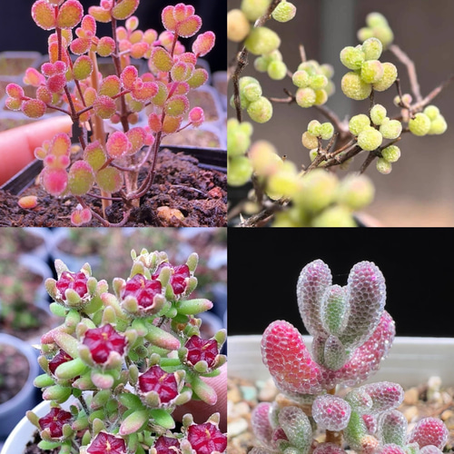 速達便で発送❣️多肉植物 ドロサンテマム キラキラ 4点セット