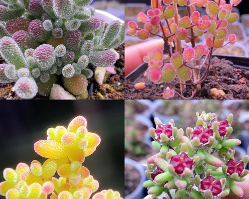 てんどん様　ご購入用　ドロサンテマム a77ca5b6167bb1f50838937c0913a5