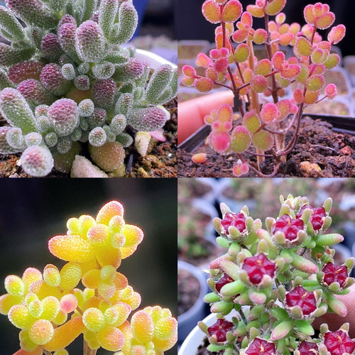 速達便で発送❣️多肉植物 ドロサンテマム キラキラ 4点セット
