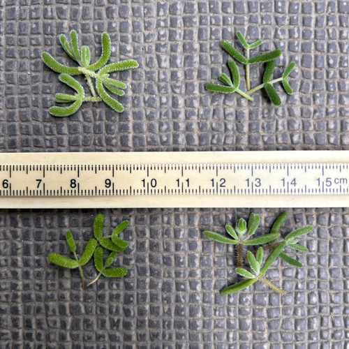 てんどん様　ご購入用　ドロサンテマム DOR-24 ドロサンテマム 5品種セット | 園芸屋 たなか