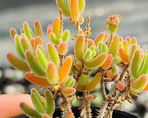 a8a3765f8ca9b1bade0dbb98dfe299