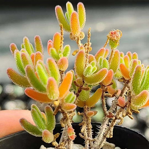 速達便で発送❣️多肉植物 ドロサンテマム アイスオレンジ 15本 多肉