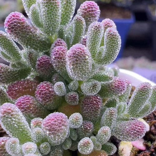 超レア　多肉植物ドロサンテマ 超キラキラ Purple flash 抜き苗１株 速達便で発送❣️新入荷 超レア 多肉植物 ドロサンテマ 超