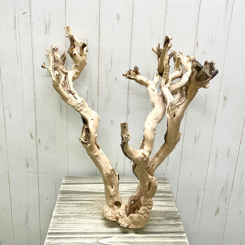 祝福の木 ギンバイカのディスプレイ切り株 – ブランチオブジェ