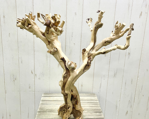 祝福の木 ギンバイカのディスプレイ切り株 – ブランチオブジェ