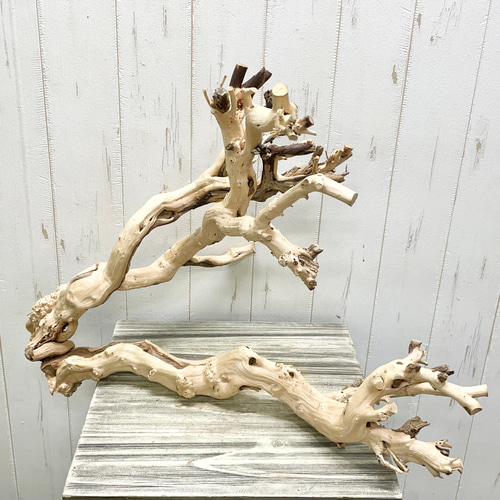 木株のオブジェ 祝福の木 ギンバイカのディスプレイ切り株 – ブランチオブジェ