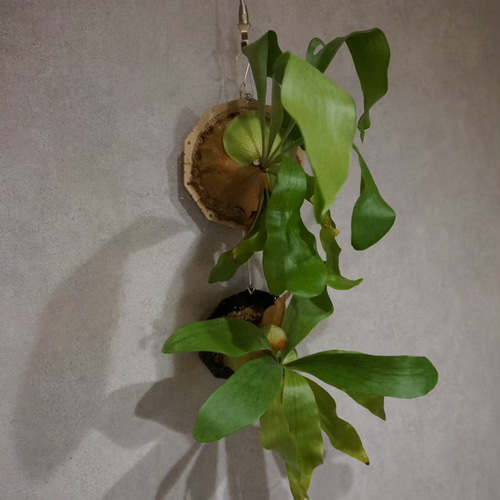 ビカクシダ 着生板 丸型 約φ120mm 3枚セット その他雑貨 ななっちょ