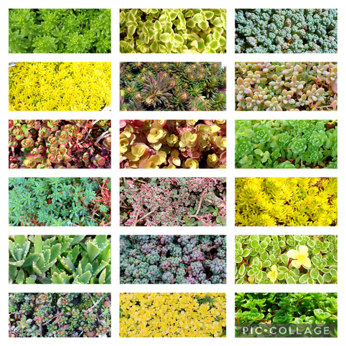多肉植物セダム18種類 各5カットずつ【育成説明書付】 多肉植物 多肉屋