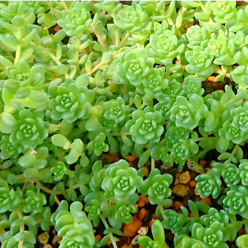 育てやすいセダム☆ 個性的で丈夫なセダム！ 園芸初心者でも扱いやすいセダムの育て