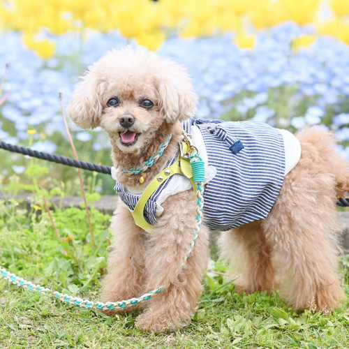 パラコードリード　カフェリード　ラブラブ編み　ターコイズブルー　No.108 616BeYE6AGL._AC_UF350,