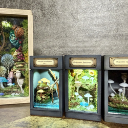 キノコ標本テラリウム 桐箱の森 リニューアル バレンタインセール 立体