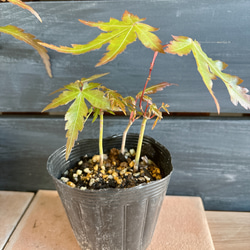 もみじ　苗 4枚目の画像