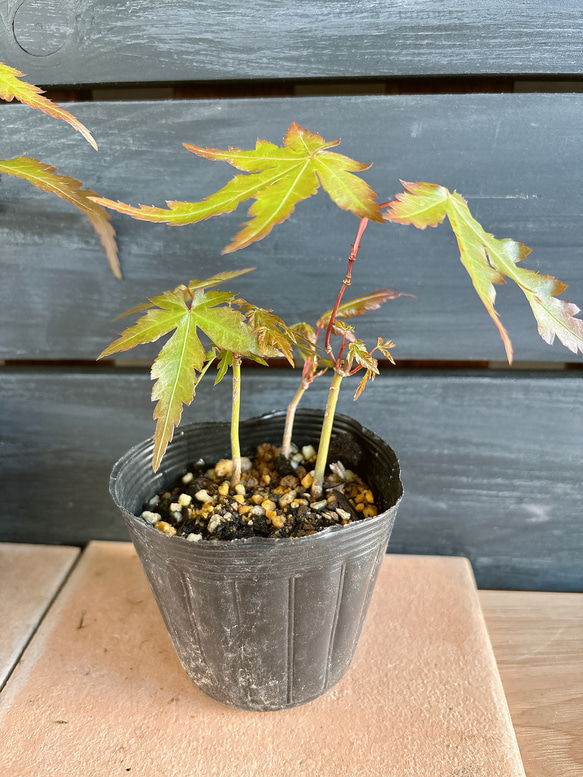 もみじ　苗 4枚目の画像