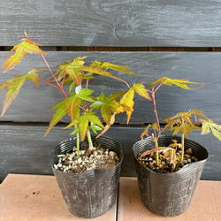 もみじ　苗 2枚目の画像