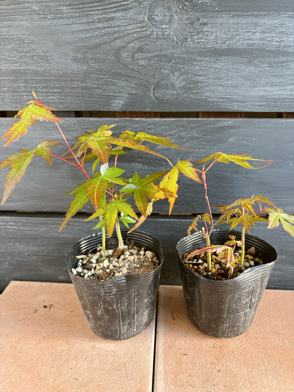 もみじ　苗 2枚目の画像