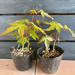 もみじ　苗 1枚目の画像