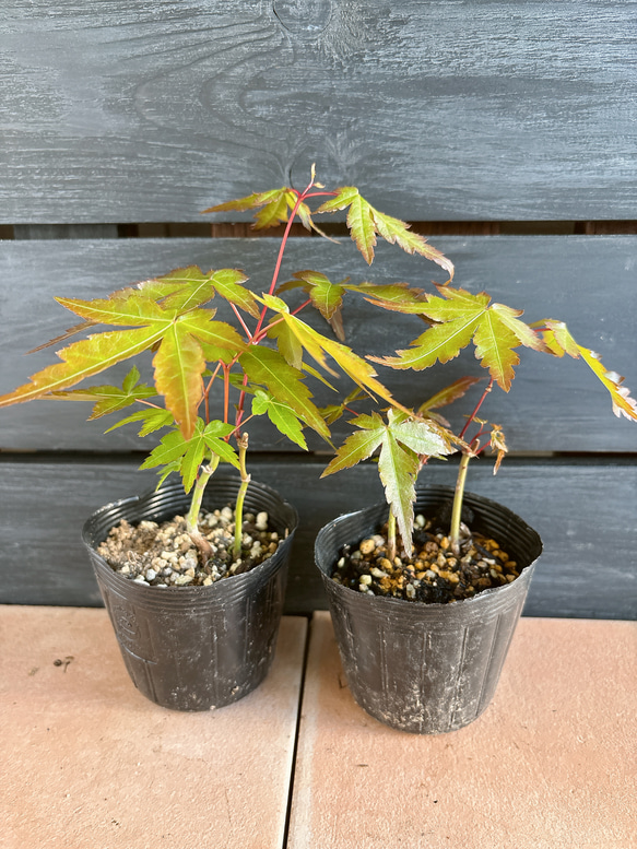 もみじ　苗 1枚目の画像