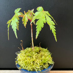 もみじ　苗 8枚目の画像