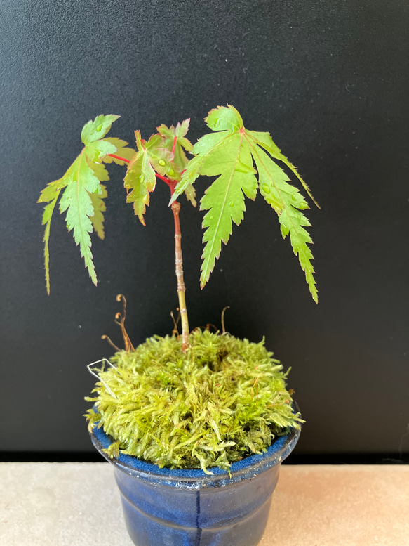 もみじ　苗 8枚目の画像